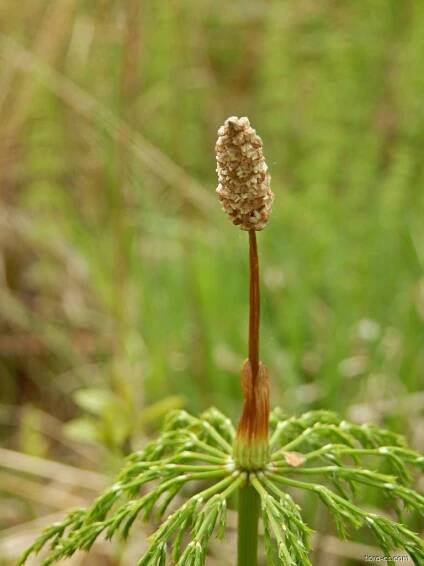 Přeslička lesní (Equisetum sylvaticum)