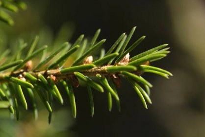 Smrk omorika Treblitzsch - jehlice, pupeny (Picea omorika), jehlice