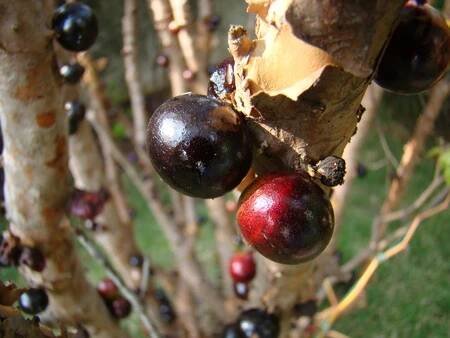 JABOTICABA