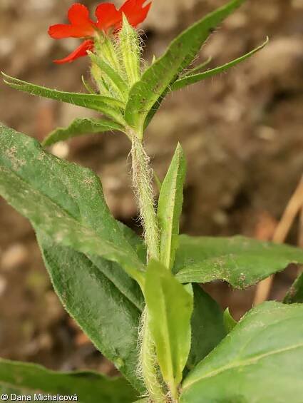 fotografie Lychnis chalcedonica (kohoutek plamenný)