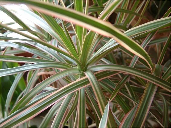 hnojivo pro dracena marginata