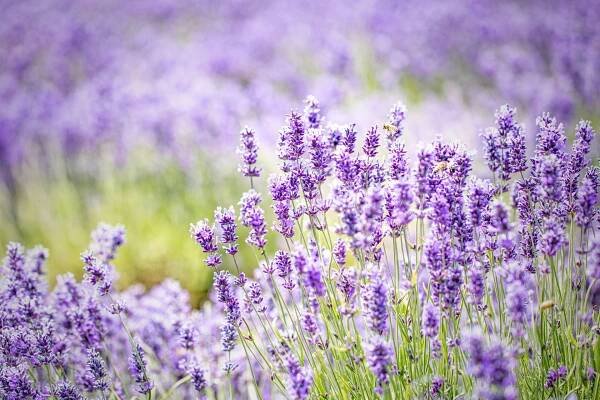 cotswolds lavender at snowshill, gloucestershire - levandule - stock snímky, obrázky a fotky