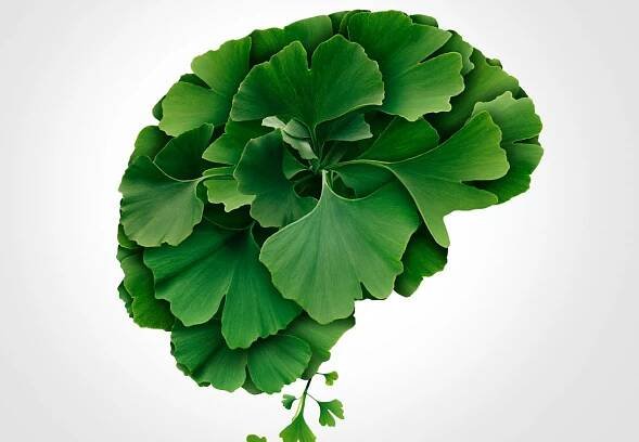 Ginkgo Biloba Brain for memory