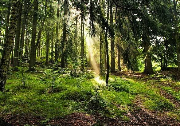 Chalupa v lese - Tanvald, Českolipsko - Jizerské hory | Regiontourist.cz