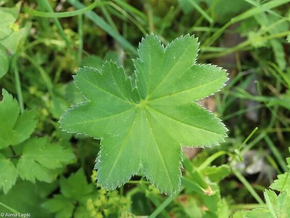 fotografie Alchemilla micans (kontryhel třpytivý)