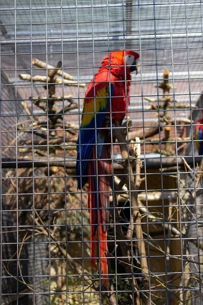 V Bošovické papouščí zoo je k vidění přes padesát druhů papoušků ve více než osmdesáti voliérách.