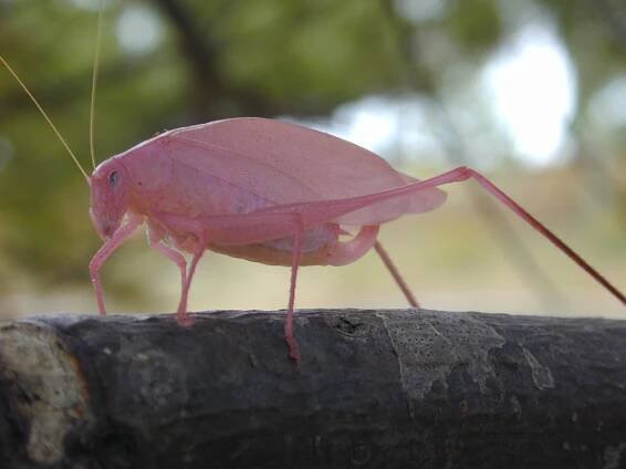 Soubor:Pink katydid Ontario.jpg – Wikipedie