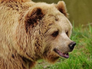 Svět vyděsily autentické záběry napadení medvědem. Muž bojoval se zvířetem holýma rukama (wn24.cz)