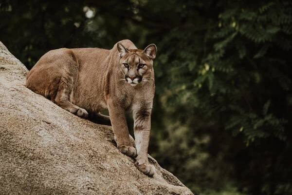 Puma černá zvíře cena – Co potřebujete vědět