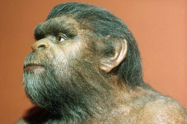 Study: Society Flourished When Humans Got Less Manly