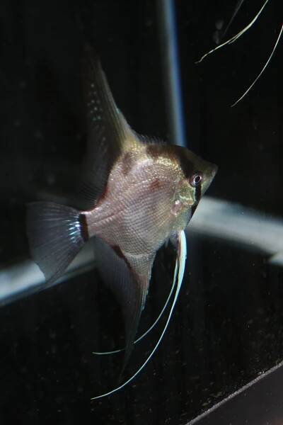 Shop | Live Rare Angelfish For Sale - Angelmania