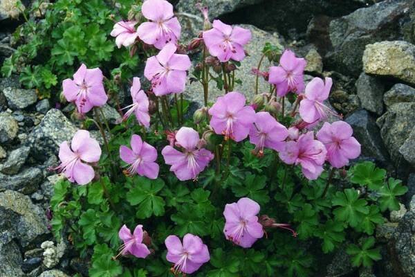 Geranium dalmaticum - Wikipedia