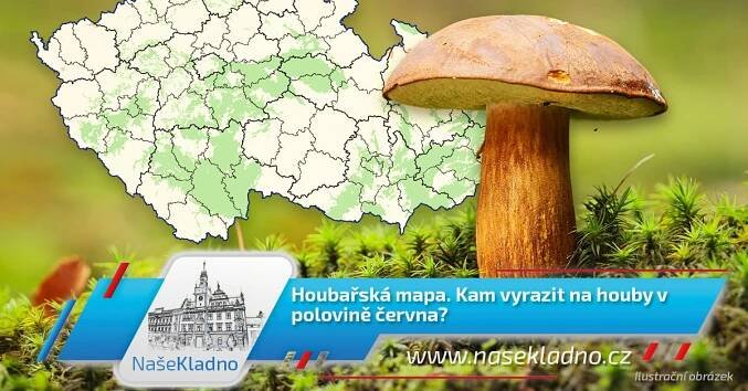 Houbařská mapa. Kam vyrazit na houby v polovině června?