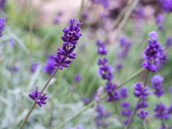 Levandule lékařská (Lavandula angustifolia) - Naturhelp.cz