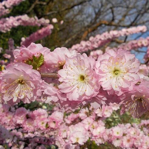 Prunus-triloba-Multiplex-82848-1.jpg