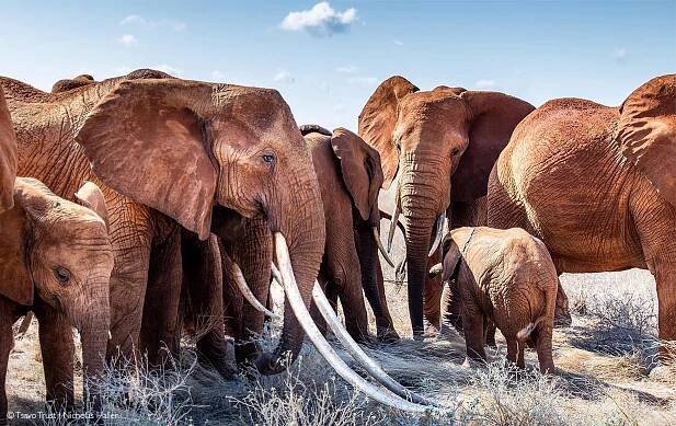 Tsavo tusker Dida dies of natural causes
