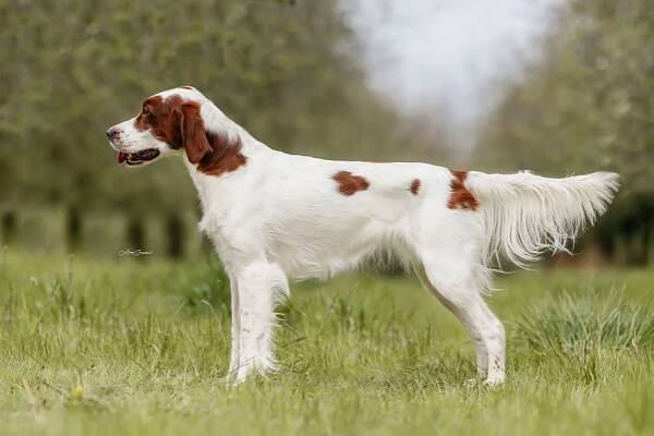 Slattupper Iserin