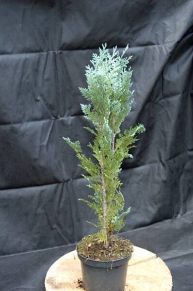 Cypřišek "CHAMAECYPARIS LAWSONIANA VAN PELT BLUE", výška cca 80 cm