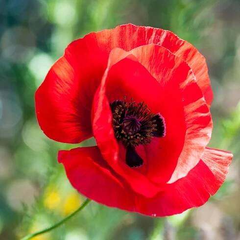 Poppy, Flanders--per lb