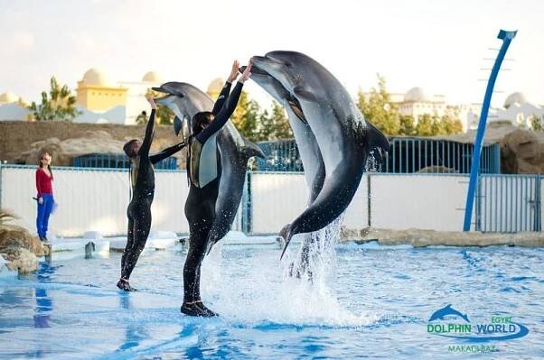 Výlet na delfíní show – delfinárium z Hurghady