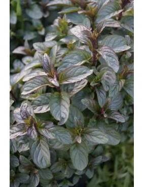Máta čokoládová - Mentha - Ráj květin Šebrov