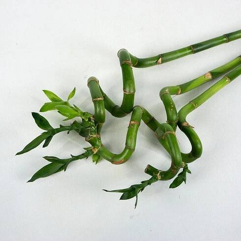Sada Nordic Lucky Bamboo picture 2