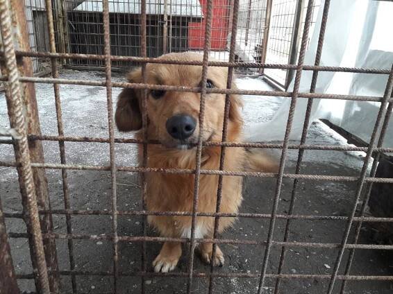 Psi k adopci z útulků, azylů a neziskových organizací