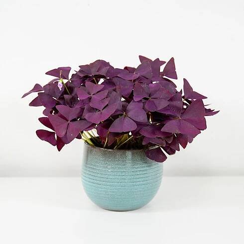 Oxalis triangularis Ø12cm