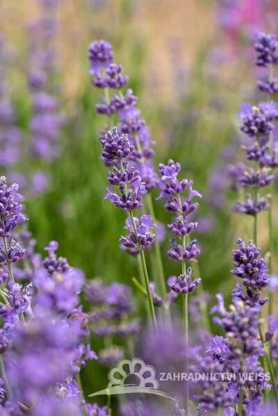 LAVANDULA ANGUSTIFOLIA - LEVANDULE LÉKAŘSKÁ -- MUNSTEAD BLUE