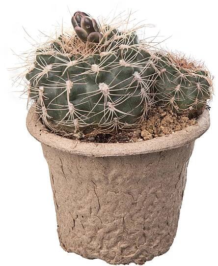 Giromagi Sukulent různé druhy výška 10-15 cm, pr. květináče 6,5 cm