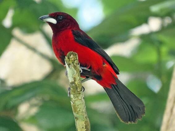 Birding Panama - World Bird Traveler