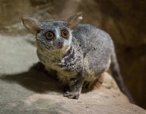 V ostravské zoo přišla na svět dvě mláďata poloopic komb ušatých