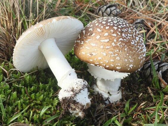 Amanita pantherina 