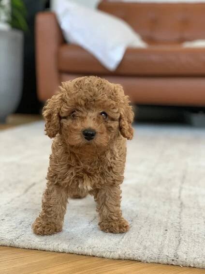 Cavapoochons | Licensed Breeders Cavapoochon UK