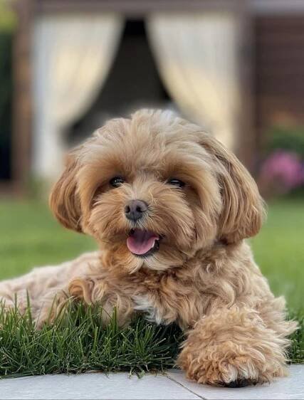 Maltipoo15