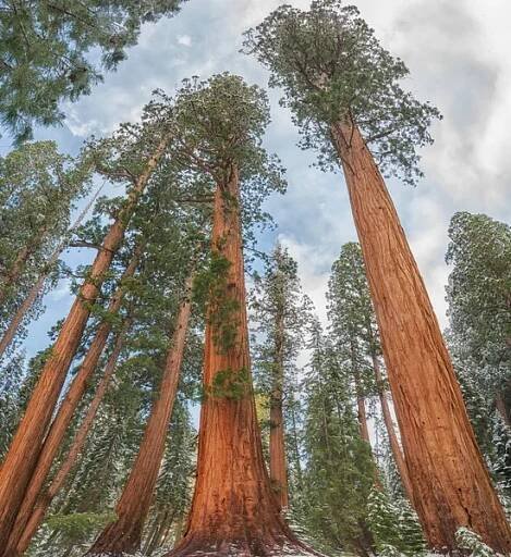 Giant Sequoia Trees (Sequoiadendron giganteum), v Národním parku Sequoia v zimě, USA — Stock obrázek