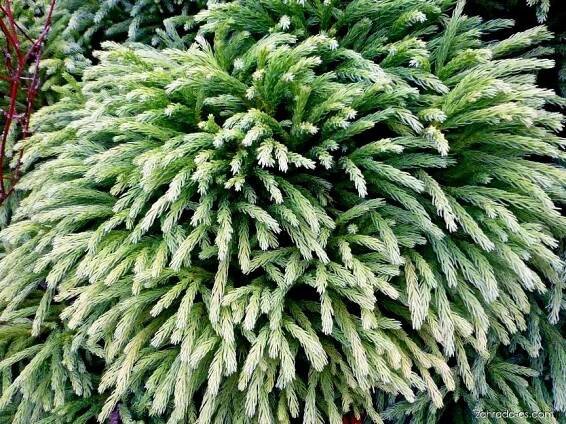 Cryptomeria japonica Pygmaea - kryptomérie japonská