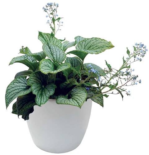 Brunnera 'Silver Charm'