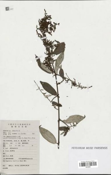 Sageretia laxiflora
