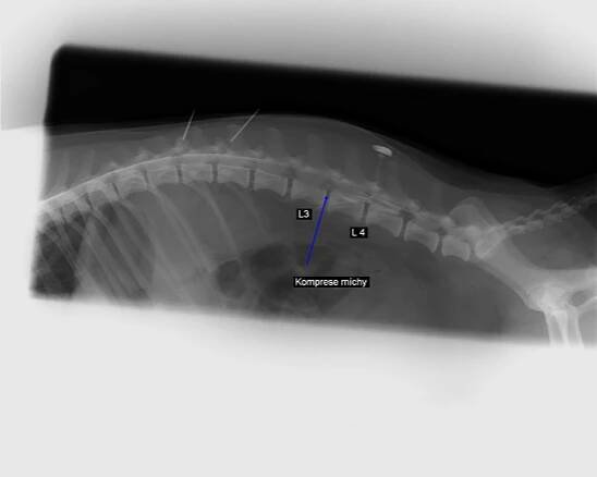 Psi | Veterinární klinika – Vet Goby s.r.o.
