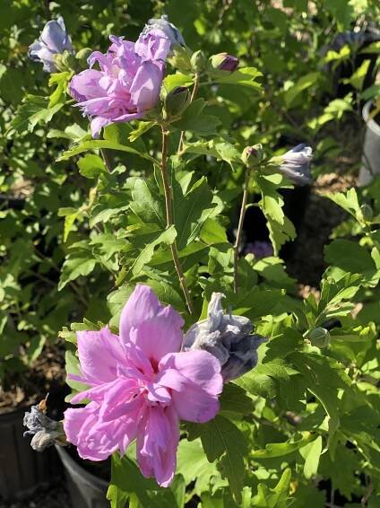Althea Rose of Sharon - King Nursery | Lubbock, TX