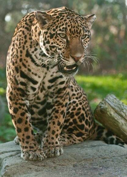 Jaguar Animal Facts - Panthera onca - A-Z Animals