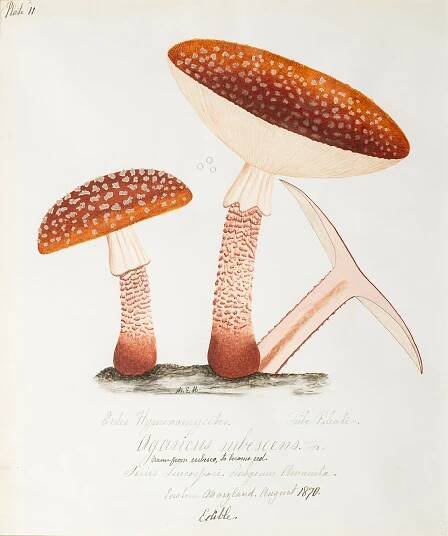 A 19th-century illustration of large red toadstool-type mushrooms with gray dots on their tops. Elaborate script is handwritten at the bottom.