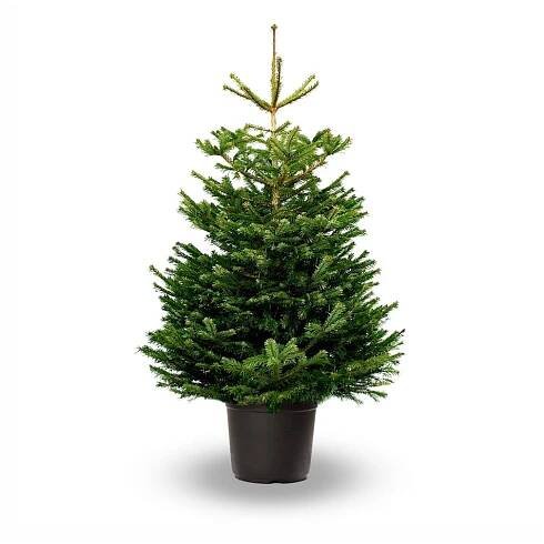 Christbaum mieten ﻿ - pflanzendiscount schweiz Thuja Christbaum mieten