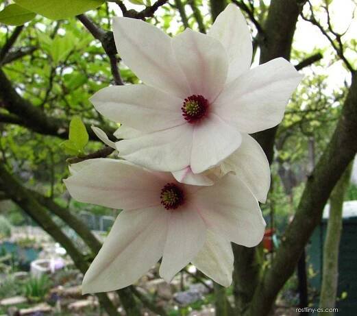 Magnolie (Magnolia x soulangeana)