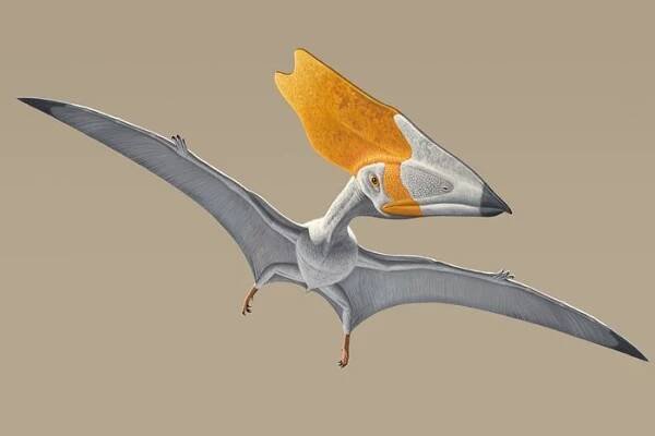 Photos of Pterosaurs: Flight in the Age of Dinosaurs