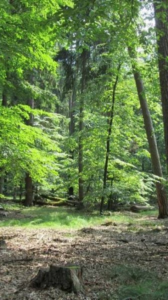 Chráněná území | Městské lesy Hradec Králové a.s.