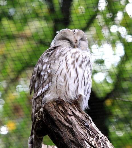 Puštík bělavý v Zoo Praha