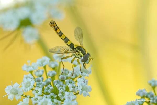 dvoukřídlí-pestřenkovití - Fotografie zvířat a přírody - Monika Suržinová