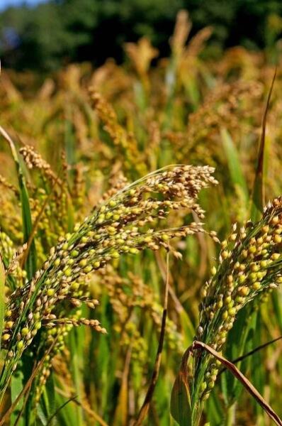 Millet